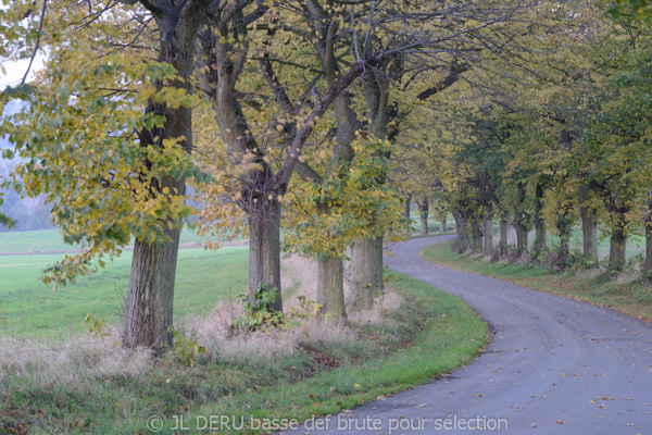 paysage automne